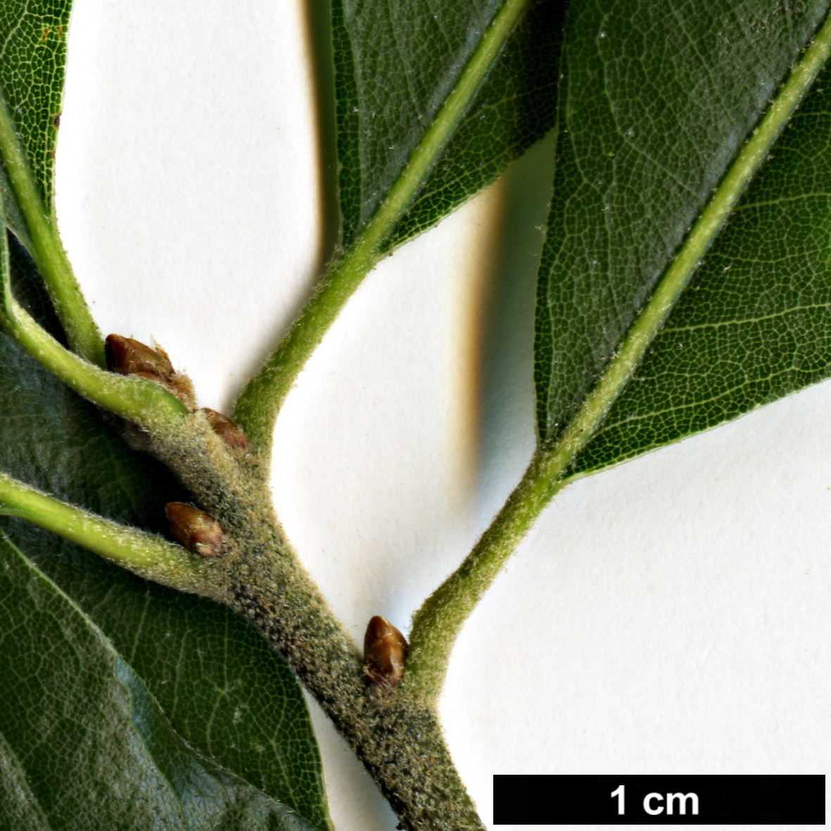 High resolution image: Family: Fagaceae - Genus: Quercus - Taxon: ×schochiana (Q.palustris × Q.phellos)